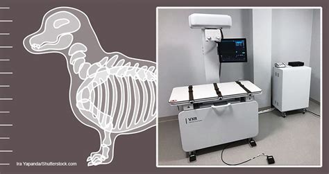 Exploring the role of magic xray markers in dental radiography
